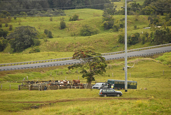 ToyotaHawaii-0040 (Custom)